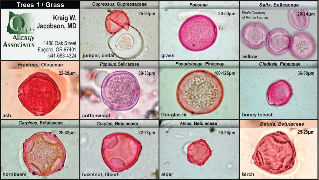  | Oregon Allergy Associates